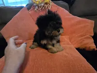 Nancy, a female Yorkipoo for sale in Fruitvale, TX – 8 of 10