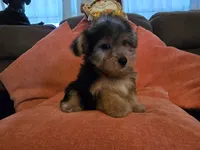 Peter, a male Yorkipoo for sale in Fruitvale, TX – 9 of 10