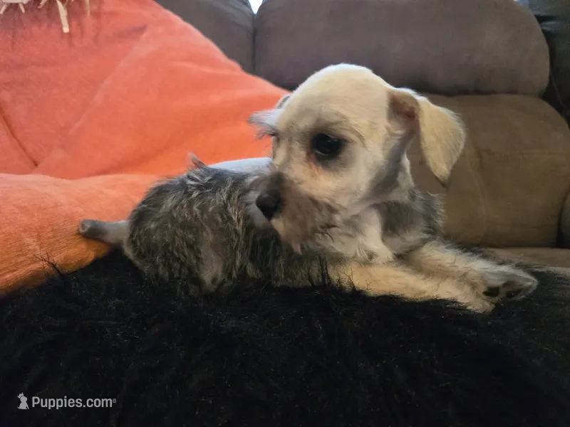 Paula – Miniature Schnauzer puppy for sale in Fruitvale, TX