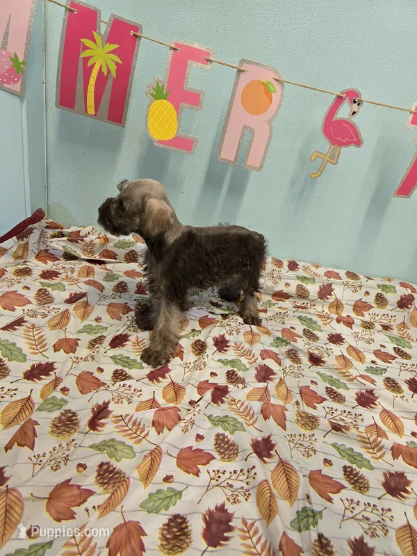 Fegit – Miniature Schnauzer puppy for sale in Fruitvale, TX