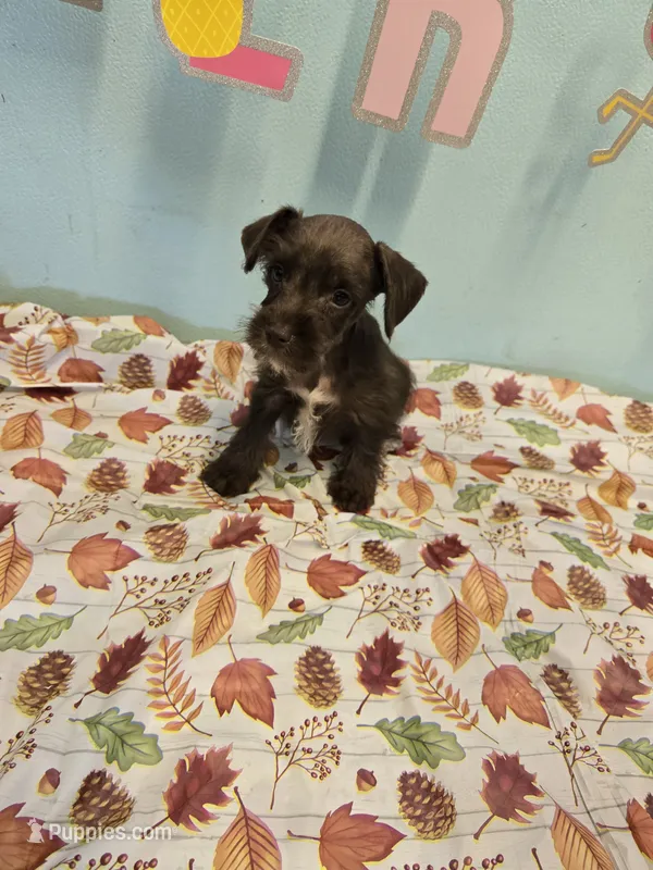 Raskell  – Miniature Schnauzer puppy for sale in Fruitvale, TX