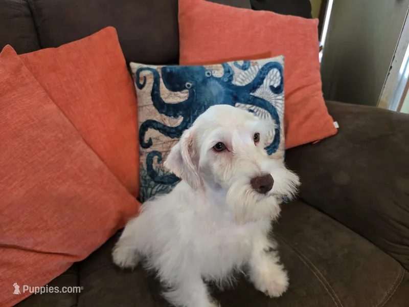 Henry – Miniature Schnauzer puppy for sale in Fruitvale, TX