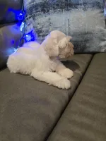 Wanda, a female Miniature Schnauzer for sale in Fruitvale, TX – Photo 10 of 10