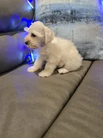 Wanda, a female Miniature Schnauzer for sale in Fruitvale, TX – Photo 1 of 10