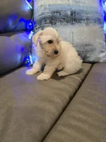 Wanda, a female Miniature Schnauzer for sale in Fruitvale, TX – Photo 3 of 10