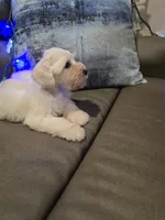 Wanda, a female Miniature Schnauzer for sale in Fruitvale, TX – Photo 4 of 10