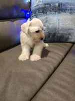 Wanda, a female Miniature Schnauzer for sale in Fruitvale, TX – Photo 8 of 10