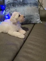 Wanda, a female Miniature Schnauzer for sale in Fruitvale, TX – Photo 7 of 10