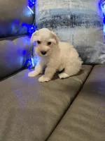 Wanda, a female Miniature Schnauzer for sale in Fruitvale, TX – Photo 2 of 10