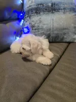 Wanda, a female Miniature Schnauzer for sale in Fruitvale, TX – Photo 5 of 10