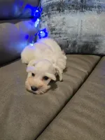 Wanda, a female Miniature Schnauzer for sale in Fruitvale, TX – Photo 9 of 10