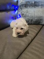 Wanda, a female Miniature Schnauzer for sale in Fruitvale, TX – Photo 6 of 10