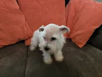 Prissy, a female Miniature Schnauzer for sale in Fruitvale, TX – 8 of 9