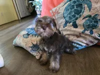 Pamela, a female Miniature Schnauzer for sale in Fruitvale, TX – 4 of 6