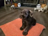 Penelope, a female Miniature Schnauzer for sale in Fruitvale, TX – 6 of 8