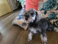 Hugh, a male Miniature Schnauzer for sale in Fruitvale, TX – 2 of 7