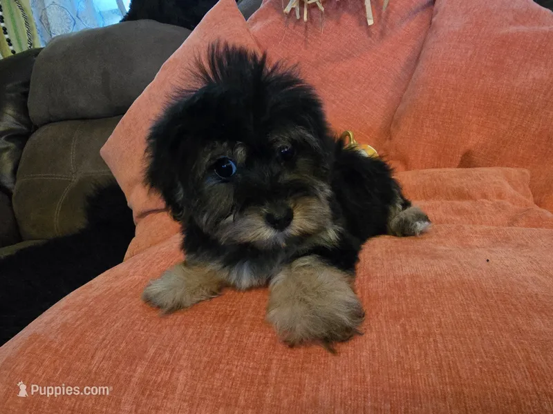 Nancy – Yorkipoo puppy for sale in Fruitvale, TX