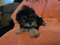 Nancy, a female Yorkipoo for sale in Fruitvale, TX – 7 of 10