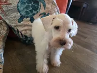 Henry, a male Miniature Schnauzer for sale in Fruitvale, TX – 6 of 8