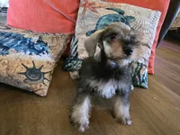 Hugh, a male Miniature Schnauzer for sale in Fruitvale, TX – 3 of 7