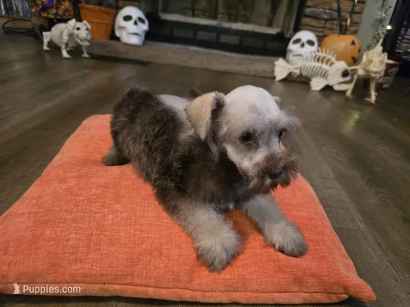 Curtis – Miniature Schnauzer puppy for sale in Fruitvale, TX