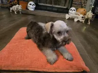 Curtis, a male Miniature Schnauzer for sale in Fruitvale, TX – 1 of 7