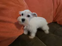 Prissy, a female Miniature Schnauzer for sale in Fruitvale, TX – 5 of 9