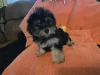 Nancy, a female Yorkipoo for sale in Fruitvale, TX – 6 of 10