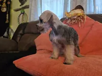 Paula, a female Miniature Schnauzer for sale in Fruitvale, TX – 9 of 9