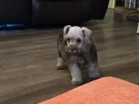 Curtis, a male Miniature Schnauzer for sale in Fruitvale, TX – 4 of 7