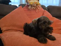 Penelope, a female Miniature Schnauzer for sale in Fruitvale, TX – 4 of 8