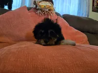 Nancy, a female Yorkipoo for sale in Fruitvale, TX – 4 of 10