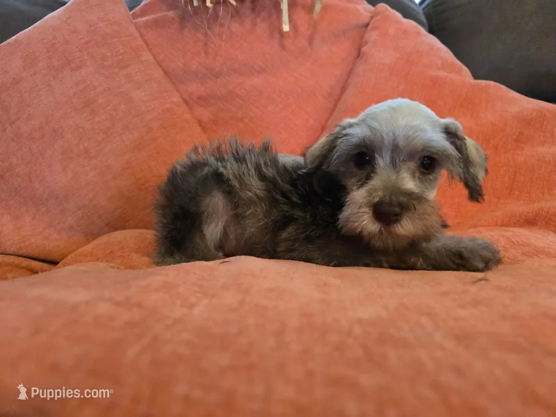Prissy – Miniature Schnauzer puppy for sale in Fruitvale, TX