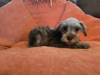 Prissy, a female Miniature Schnauzer for sale in Fruitvale, TX – 1 of 8