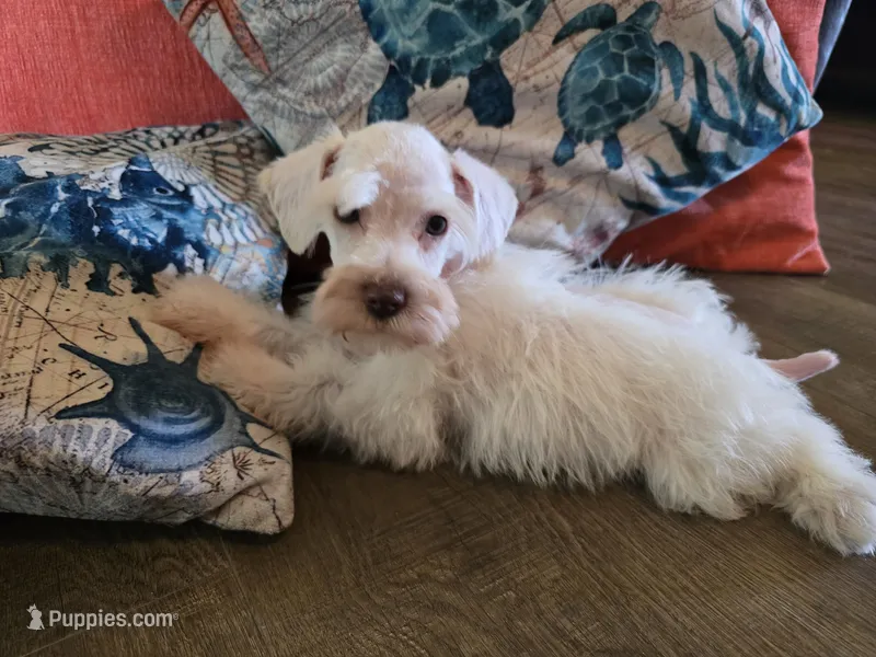 Henry – Miniature Schnauzer puppy for sale in Fruitvale, TX