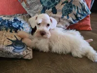 Henry, a male Miniature Schnauzer for sale in Fruitvale, TX – 1 of 8
