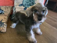 Hugh, a male Miniature Schnauzer for sale in Fruitvale, TX – 4 of 7