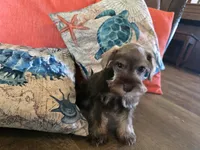 Pamela, a female Miniature Schnauzer for sale in Fruitvale, TX – 2 of 6