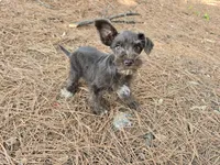 Raskell , a male Miniature Schnauzer for sale in Fruitvale, TX – 4 of 4