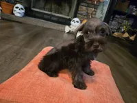 Penelope, a female Miniature Schnauzer for sale in Fruitvale, TX – 8 of 8