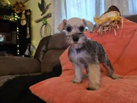 Paula, a female Miniature Schnauzer for sale in Fruitvale, TX – 5 of 9