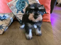 Paula, a female Miniature Schnauzer for sale in Fruitvale, TX – 3 of 7
