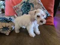 Henry, a male Miniature Schnauzer for sale in Fruitvale, TX – 5 of 8