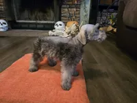 Prissy, a female Miniature Schnauzer for sale in Fruitvale, TX – 6 of 8