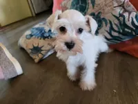 Prissy, a female Miniature Schnauzer for sale in Fruitvale, TX – 3 of 5