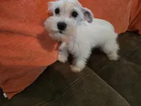 Prissy, a female Miniature Schnauzer for sale in Fruitvale, TX – 9 of 9