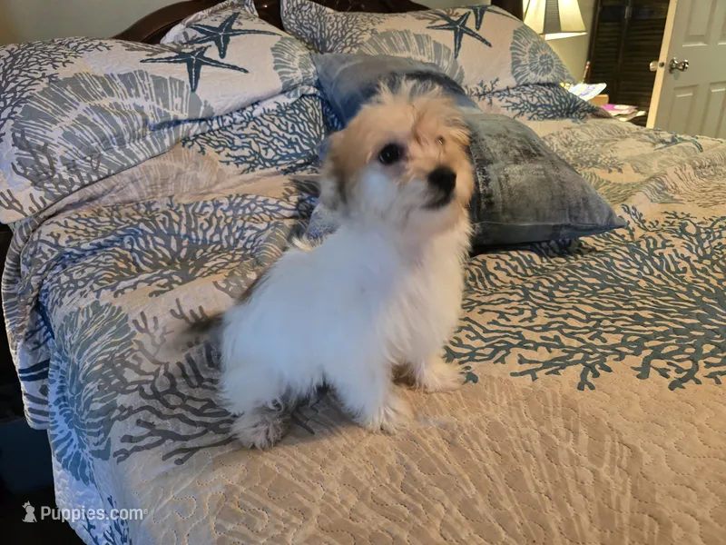 Clint – Yorkipoo puppy for sale in Fruitvale, TX