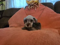 Prissy, a female Miniature Schnauzer for sale in Fruitvale, TX – 3 of 8