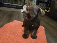 Penelope, a female Miniature Schnauzer for sale in Fruitvale, TX – 2 of 8