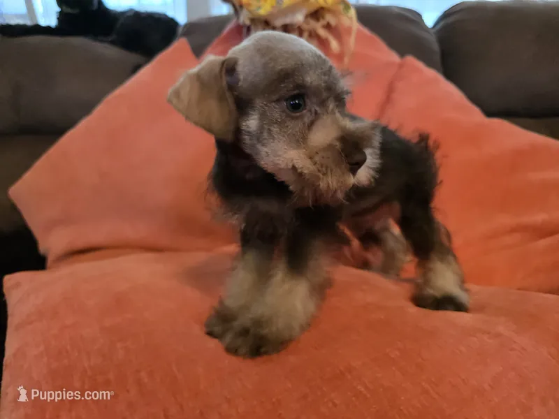 Charlie – Miniature Schnauzer puppy for sale in Fruitvale, TX